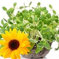 ราคา ทานตะวันอ่อน ถูกที่สุด10บ เมล็ดพันธุ์ทานตะวันอ่อน 50 เมล็ด งอกไว หลังงอกรับประทานได้ทันที (13002892042)