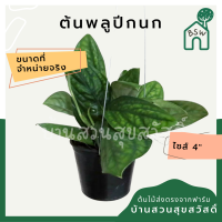 ราคา พลูปีกนก มาในกระถางพร้อมตั้ง พลูด่าง (12441432701)