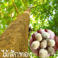 ราคา ไม้สักทอง สำหรับปลูก ถูกที่สุด25บ เมล็ดพันธุ์ไม้สักทอง10เมล็ด ปลูกง่าย ไม้ป่า ไม้เศรษกิจ (15461233056)