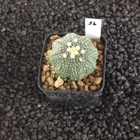 ราคา Astrophytum แคคตัส กระบองเพชร ราคาส่ง สวยๆ AA02 (17437589775)