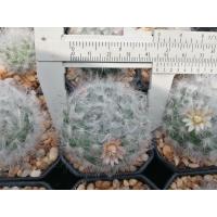 ราคา แมมขนแมว Mammillaria bocasana ไม้เมล็ด ขนาด 3 7 ซม ต้นกระบองเพชร ต้นแคคตัส แคคตัส กระบองเพชร (17433939082)