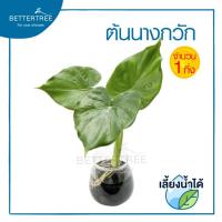 ราคา ต้นไม้เลี้ยงน้ำได้ จำนวน 1 ต้น ต้นไม้ฟอกอากาศ ต้นไม้ พลูด่าง พลู พลูด่างฟอกอากาศ ไม้น้ำ (19725061827)