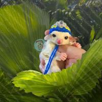 ราคา V หมวกจิ๋ว หมวกไหมพรม หมวก สัตว์เล็ก ชูการ์ กระรอก แฮมสเตอร์ ดอร์เมาส์ แฟตเทล เจอบิล ชูก้า เสื้อ ชุด เสื้อผ้า (16037257929)