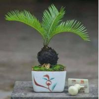 ราคา หัวหน่อ ปรงญี่ปุ่น Cycas siamensis ขนาดจิ๋ว 10 15 เซนติเมตร ขนาดเล็ก หายาก (11739740061)