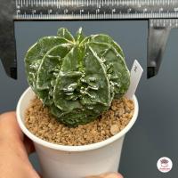 ราคา แอสโตร มายริโอ ฟุคุริว Astrophytum Myriostigma cv Fukuryu แคคตัส กระบองเพชร cactus succulent (20932457950)