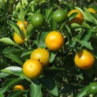 ราคา ต้นส้มจี๊ด มังกรทอง ต้นส้มจี๊ด สีทอง มีลูกดก จัดส่งในขนาดกระถาง 15 นิ้ว ต้นส้มลูกสีทอง หรือส้มมงคล เป็นไม้มงคล มีความหมายถึงที่ดี ปลูกแล้วจะความผาสุก ดีงาม เป็นมงคลกับผู้ปลูก ผลส้มสีทอง ลูกดก ออกลูกตล