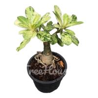 ราคา ชวนชมใบด่าง ดอกสีชมพู กระถาง 6 นิ้ว Adenium obesum variegated pot 6 (20713471481)