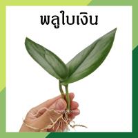 ราคา พลูใบเงิน จำนวน 1 กิ่ง Scindapsus Moonlight ต้นไม้ฟอกอากาศ ไม้มงคล ไม้เสริมดวง ต้นไม้ในร่ม เลี้ยงไว้ในบ้าน คอนโด (13301531579)