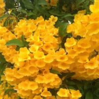 ราคา เมล็ดทองอุไรปลูกประดับบ้านซองประมาณ200เมล็ด80บาท (13485321110)