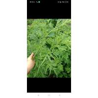 ราคา โกฐจุฬาลัมพา ใบสด กิโลกรัมละ 100 บาท (16873993786)