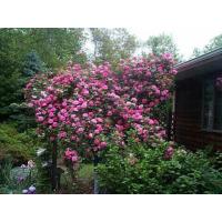 ราคา 12 Climber Roses Seeds เมล็ดกุหลาบ ต้นไม้ประดับบ้าน กุหลาบเลื้อย สายพันธุ์ Zephirine Drouhin ดอกสีชมพู (20648491786)
