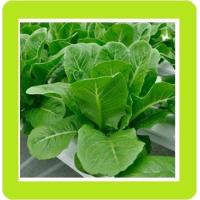 ราคา เมล็ดผักสลัดกรีนคอสผักกาดคอส Cos Lettuce (9226399523)