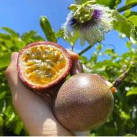 ราคา เสาวรสญี่ปุ่น ถูกที่สุด15บ เมล็ดพันธุ์เสาวรสญี่ปุ่น3 15เมล็ด ปลูกง่าย ทนร้อน ผลดก หอมจัด เปรี้ยวจัด (19531480264)