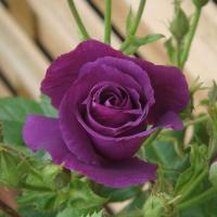 ราคา 5 เมล็ด เมล็ดกุหลาบ สีม่วง ดอกใหญ่ สายพันธุ์ของแท้ 100 เมล็ดกุหลาบ ดอกกุหลาบ ปลูกกุหลาบ กุหลาบ อัตรางอกสูง 70 80 Rose Flower seeds (9078563361)