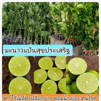 ราคา กิ่งตอนมะนาวแป้นสุขประเสริฐ ดกไร้เมล็ด เปลือกบาง หอมน้ำเยอะ ทนโรค ติดผลไว (20493233556)