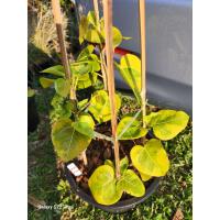 ราคา โพธิ์ด่างโพธิ์ทอง ไม้มงคลโบราณ ไม้ด่างสวย (21146177593)