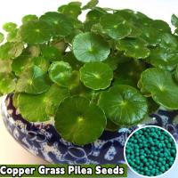 ราคา พร้อมส่ง ง่ายต่อการเติบโตเมล็ดหญ้าทองแดงเมล็ดสด 100 เมล็ดหญ้าทองแดงบรรจุ 50 เมล็ดหญ้าทองแดงเมล็ดดอกไม้เมล็ดพืชไฮโดรโปนิกส์บอนไซ ดอกไม้ เมล็ดพันธุ์ดอกไม้ พันธุ์ดอกไม้ บอนไซ ดอกไม้ บ้านและสวนตกแต่งปลูก 