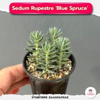 ราคา รวมกุหลาบหินและไม้อวบน้ำ กระถาง2นิ้ว หลายสายพันธุ์ ส่งทั้งกระถาง cactus succulent (17358571573)