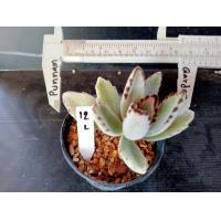 ราคา กุหลาบหินและฮาโวเทีย Succulent Haworthia ขนาดต้น 6 10 ซม ต้นกระบองเพชร ต้นแคคตัส (18880118397)