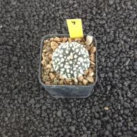 ราคา Astrophytum Star shape แคคตัส กระบองเพชร AA01 (17807086196)