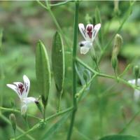 ราคา ฟ้าทะลายโจร ถูกที่สุด 10 บ 5 เมล็ด เมล็ดพันธุ์ฟ้าทะลายโจร งอกง่าย โตไว พุ่มใหญ่ สมุไพรแก้ไข้แก้หวัด (12695751140)