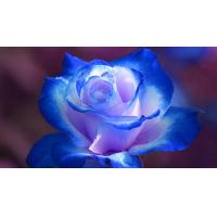 ราคา 5 เมล็ด เมล็ดกุหลาบ สีน้ำเงิน ฟ้า ดอกใหญ่ สายพันธุ์ของแท้ 100 เมล็ดกุหลาบ ดอกกุหลาบ ปลูกกุหลาบ กุหลาบ อัตรางอก70 80 Rose seeds มีคู่มือวิธีปลูก (9078334677)