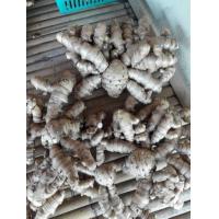 ราคา ว่าน มหากำลัง 3 เหง้าใหญ่ๆ สดๆ ปลูกได้ ทานได้ ว่าน เด่นจัดจ้าน (9126709302)