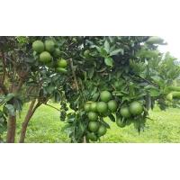 ราคา ต้นมะนาวแป้นพวง มะนาวแป้นพวง ปลูกง่ายขายดี พืชทำเงินของเกษตรกร ออกลูกเป็นพวง ดก น้ำเยอะ เปลือกบาง ลูกใหญ่ มีกลิ่นหอม (20642570436)