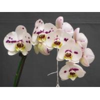 ราคา 30 เมล็ดพันธุ์ Garden Seeds เมล็ดกล้วยไม้ ฟาแลนนอปซิส Phalaenopsis Orchids Orchid flower seeds อัตราการงอกสูง 80 85 (11768725199)