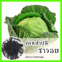 ราคา พร้อมส่ง รหัส 057 เมล็ดพันธุ์แท้ OP แท้ กะหล่ำปลี ซาวอย ใบหยิก สวยงาม รสชาติเหมือนกะหล่ำทั่วไป Savoy cabbage (7167276989)