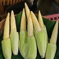 ราคา เมล็ดพันธุ์ ข้าวโพดฝักอ่อน ข้าวโพดอ่อน 300 เมล็ด 10 แถม 1 คละได้ (10214131399)