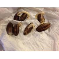 ราคา 10 เมล็ด เมล็ดพันธุ์ อินทผาลัม Date palm จากต้นเพาะเนื้อเยื้อ สายพันธุ์ บาฮี แดง (4246204126)