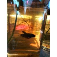 ราคา ปลากัดทุ่งเชื้อ25 30 ลูกสาดสงขลา รับประกันทุกตัวคัดเกรดก่อนส่งให้ลูกค้ากัดทนปากดีแข็งแรงทุกตัว (17418256658)