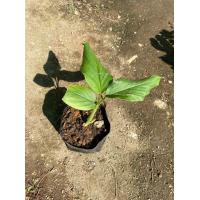 ราคา ต้นพันธุ์ ขมิ้นอ้อย Zedoary ว่านขมิ้นอ้อยหรือขมิ้นขึ้น ใช้ปลูกหรือใช้เป็นสมุนไพร พร้อมปลูกในถุงดำ29 บาท (17418955884)