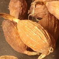 ราคา เฉ่าโก่ว กระวานดำ ส่งฟรีกดรับโค้ดด้านล่าง ลูกค้าสามารถเก็บคูปองส่งฟรี คูปองส่วนลดสินค้า ตรงใต้ภาพสินค้า และแจกคูปองตรงที่ไปกดต (17746475506)