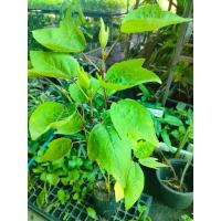 ราคา ต้นพันธุ์ กระเจี๊ยบเขียว พันธุ์ฝักสีแดง กระเจี๊ยบมอญแดง พร้อมปลูก ถุงดำละ 34บาท (15697536960)