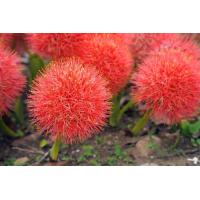 ราคา ว่านแสงอาทิตย์ ว่านกุมารทองเรียกทรัพย์ ดอกกลมสีแดง Powder puff lily ออกดอกแล้วโชคดี ขายเป็นหัวรากในถุงดำ พร้อมปลูก 59 บาท ต้นว่านแสงอาทิตย์ หรือ ว่านกุมารทองเรียกทรัพย์ ว่านกุมารทอง ว่านมงคลแห่งโชคลาภ