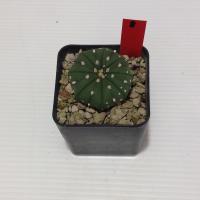ราคา Astrophytum แคคตัส กระบองเพชร ถูกๆ สวยๆ AA05 (17807293608)