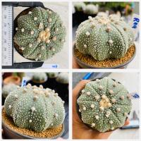 ราคา แอสโตรไฟตัม สตาร์เชฟ ปลาดาว ปลาดาวจีน ยามาโมโตะ Star shape Astrophytum Cactus กระบองเพชร (21010588567)