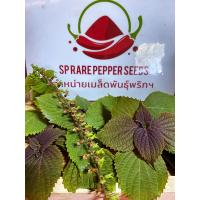 ราคา เมล็ดพันธุ์ชิโสะShisoใบงาเกาหลี แดง (21259787776)