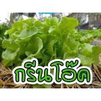 ราคา เมล็ดผักอินทรีย์ เมล็ดพันธุ์ผักสลัด เมล็ดผักสลัด 100 200 เมล็ด 10 บาท 10 แถม 1 คละได้ (17441997720)