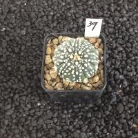ราคา Astrophytum แคคตัส กระบองเพชร ราคาส่ง สวยๆ AA02 (17437589778)