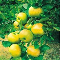 ราคา 20 เมล็ด ผลไม้ แอปเปิ้ล Apple Seeds ปลูกเป็นบอนไซได้ ประดับบ้าน สายพันธุ์ Apple Bramley (21128436259)