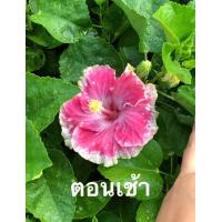 ราคา ต้นชบา ดอกชบาเปลี่ยนสี ดอกชบา ชบาแฟนซี ชบาชมพูอังกฤษ ดอกสีชมพูเปลี่ยนสี ข่วง เช้าและเย็น Hibiscus ชบาฮาวายดอกสวยมาก ต้นนำเข้า ขนาดต้นสูง 25 ซม ดอกสวยแปลกตา พร้อมจัดส่ง ต้นแข็งแรงรากเยอะ จัดส่งพร้อมกาะ