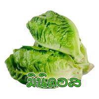 ราคา เมล็ดผักอินทรีย์ เมล็ดพันธุ์ผักสลัด เมล็ดผักสลัด 100 200 เมล็ด 10 บาท 10 แถม 1 คละได้ (17441997708)