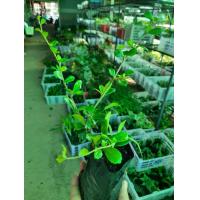 ราคา ชาฮกเกี้ยน ต้นชาฮกเกี้ยน ชาดัด ในถุงดำพร้อมปลูก 25 บาท (9353213696)