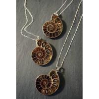 ราคา 1Pc Natural Very Old Fossil Ammonite Pendant Fossil Opalescent Fossil Pendant Available With Silver Chain (17483947129)