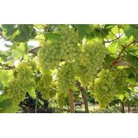 ราคา ต้นกล้าองุ่น พันธุ์ ไวท์ มะละกา อมเปรี้ยวอมหวาน ติดลูกเก่ง กรอบ อร่อย กลิ่นหอม แบบตอพันธุ์ พร้อมปลูก จัดส่งพร้อมถุง 6 นิ้ว ลำต้นสูง 60 ซม (20968582599)