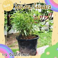 ราคา ไผ่แมว หญ้าแมว ไผ่เงิน สุนัข แมว กระต่ายชอบมาก ขจัดก้อนขนในกระเพาะอาหาร (20827035483)