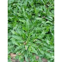 ราคา ขายส่ง 100000 เมล็ด เมล็ดหญ้าไทเป หญ้ามาเลเซียแคระ Broadleaf Carpet Grass หญ้าสวนหย่อม สนามหญ้า หญ้า พันธุ์หญ้า ชนิดหญ้า หญ้าปูสนาม การปลูกหญ้า (20025740285)